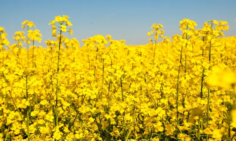 Насіння озимого ріпаку Грім на продаж - фото № 1