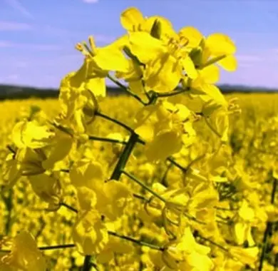 Насіння озимого ріпаку Чорний Велетень на продаж - фото № 1