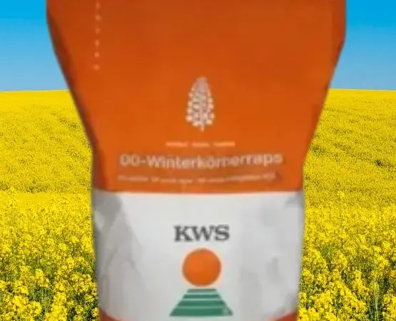 Насіння озимого ріпаку Гибрірок від виробника KWS - фото № 1