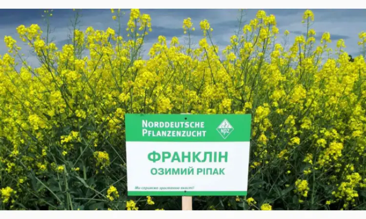Насіння озимого ріпаку Франклін NPZ-Lembke (Лембке) у Києві - фото № 1