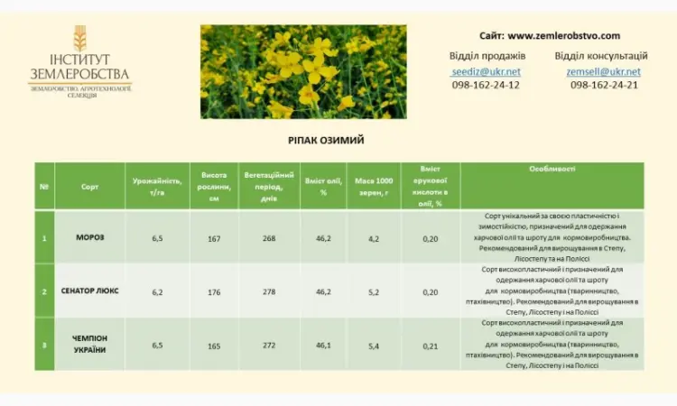 Реалізуємо насіння РІПАКУ ОЗИМОГО - Мороз, Сенатор Люкс, Чемпіон України - фото № 2