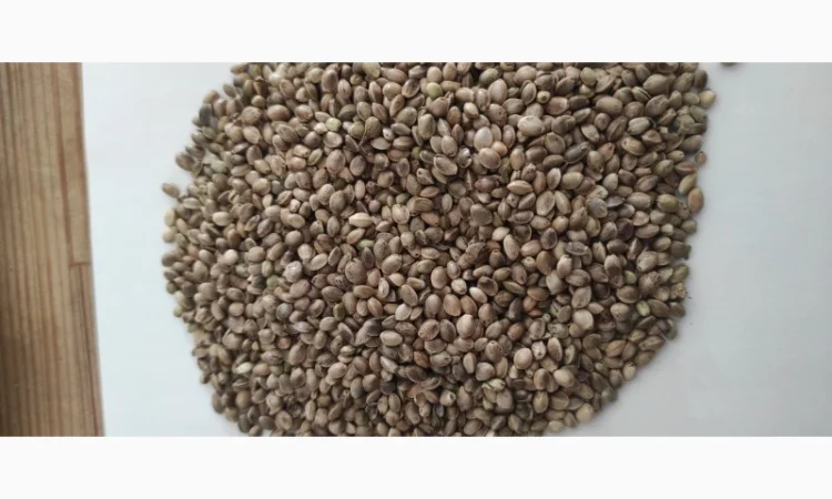 Насіння технічних конопель - фото № 1