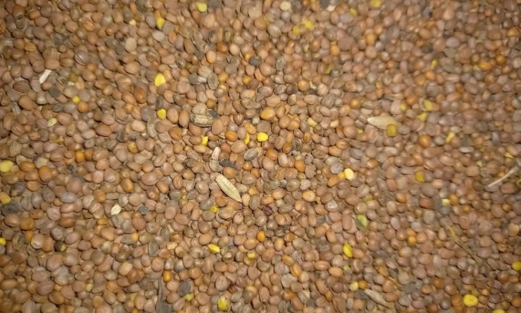 Продам олійну редьку - фото № 1