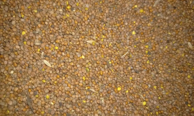 Продам олійну редьку - фото № 2