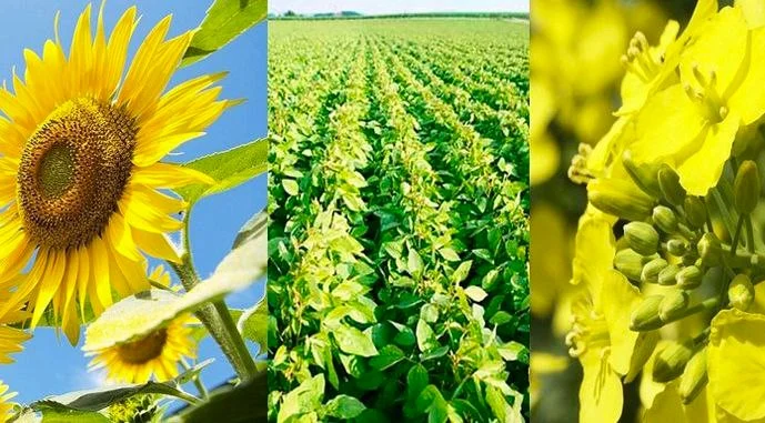 Куплю дорого! Соняшник, кукурудзу, пшеницю, ячмінь, ріпак, сою, льон, гірчицю - фото № 1