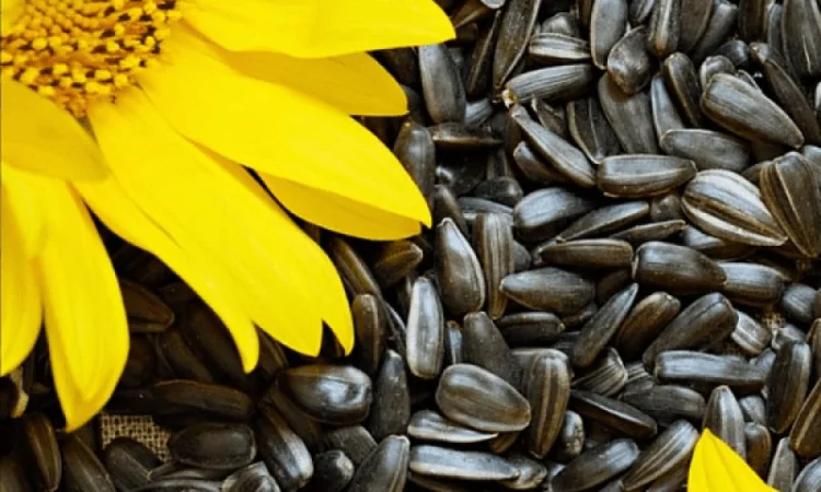 Куплю соняшник дорого Ф1/Ф2 - фото № 1