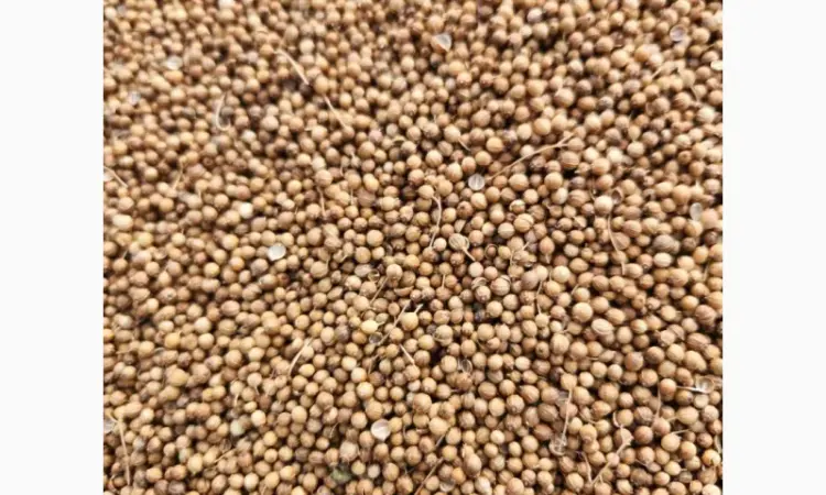 Коріандр дворучка сорт Оксаніт Еліта 1 репродукція - фото № 11
