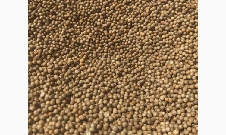 Коріандр дворучка сорт Оксаніт Еліта 1 репродукція - фото № 7