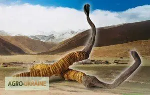 Кордицепс жидкий. Иммуномодулятор. Эликсир молодости и долголетия. Вся Украина. Доставка - фото № 3