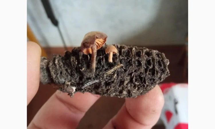 Деструктор пожнивных остатков +удобрение для улучшения качества почвы - фото № 1