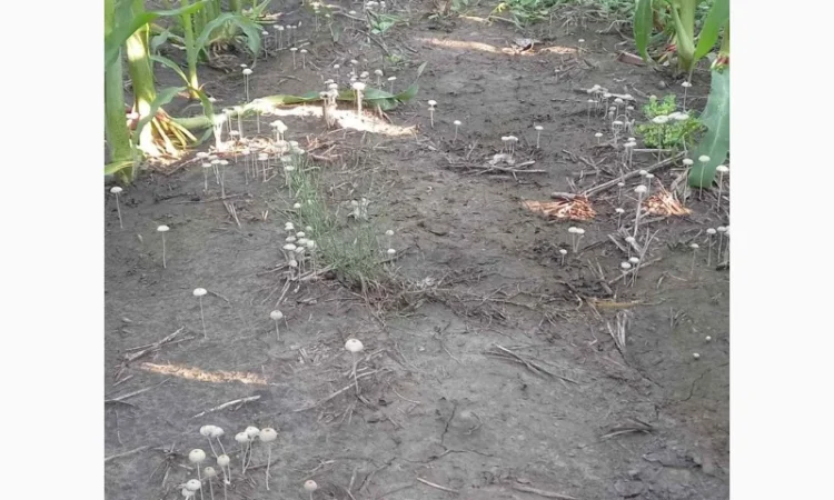 Деструктор пожнивных остатков +удобрение для улучшения качества почвы - фото № 3