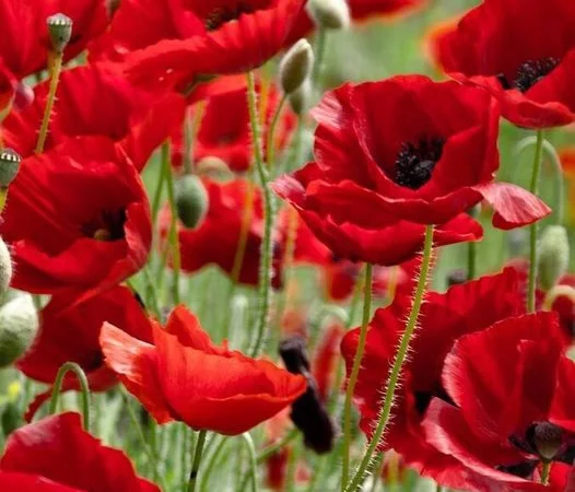 Потребители агрохимии и средств биозащиты - фото № 1