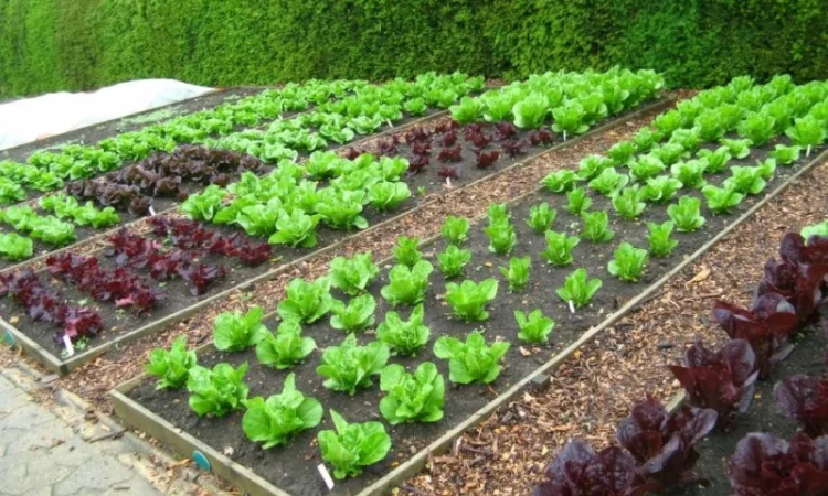 Торф сільськогосподарський - фото № 1