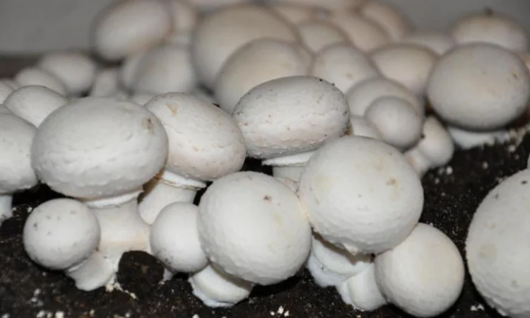 Торф екскаваторний - фото № 1