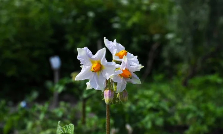 Суміш сидератів під картоплю - фото № 1