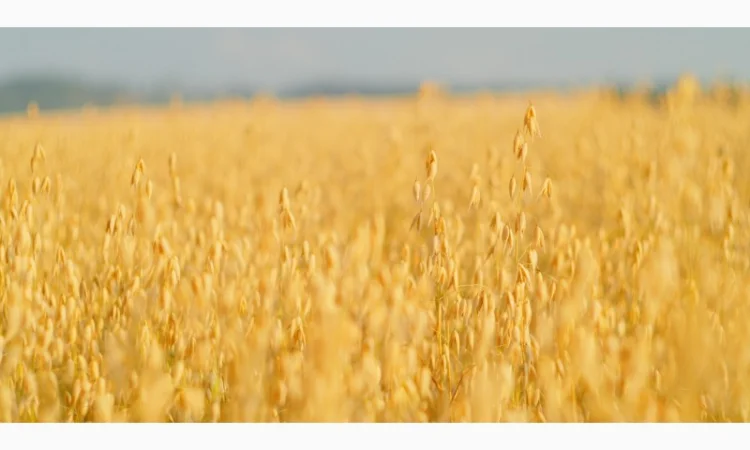 Суміш сидератів осіння - фото № 1