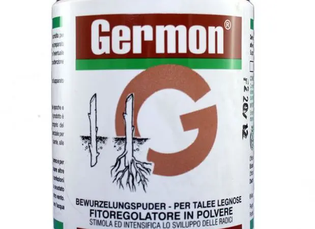 Germon 75% (Жермон) 100г - стимулятор росту для укорінення живців деревних порід - фото № 1