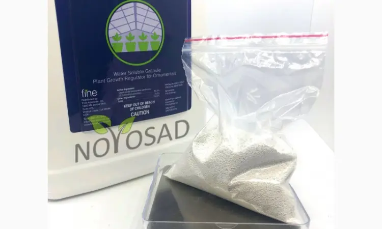 Dazide 85 WSG (Дазиде) 100г – регулятор росту для хризантем на розвіс - фото № 1