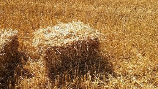 Доставка пшеничної Соломи в тюках по Запоріжжю - фото № 4