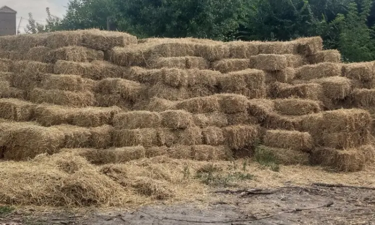 Продам солому в тюках - фото № 1