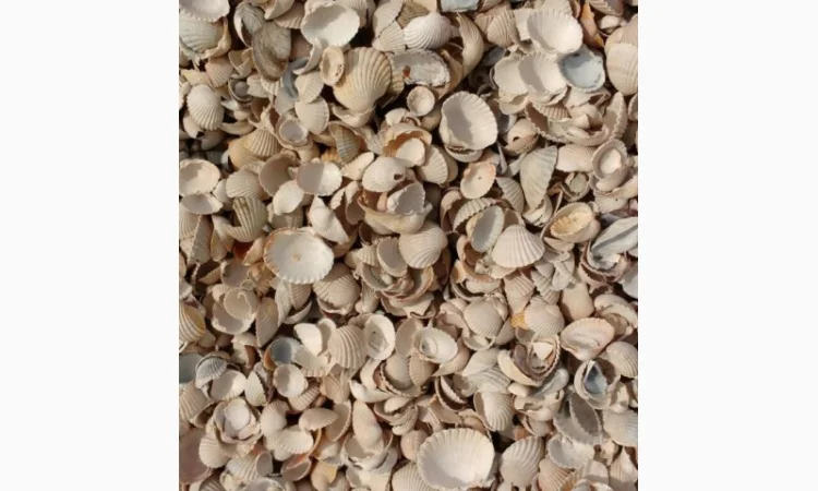 Сировина карбонатна (черепашка річкова) - фото № 1