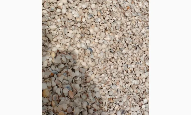 Сировина карбонатна (черепашка річкова) - фото № 2