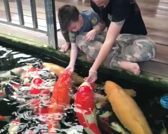 Корм для риб, корм для коі, jpd, coppens, хачування карп коі, купить корм для кои, ставквірибки - фото № 6