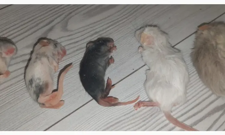 Кормовые крысы и мыши разного размера, замороженные - фото № 3