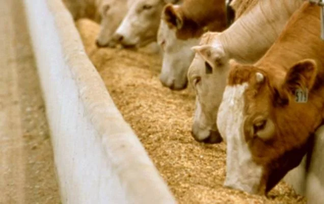 Дрожжи кормовые - фото № 1