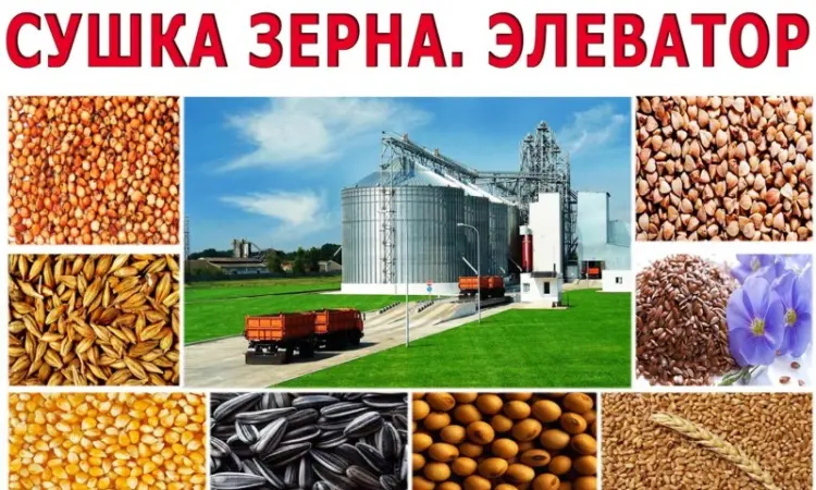 Сушка зерна. Сушка зерна. Чистка зерна в Киевской обл - фото № 2