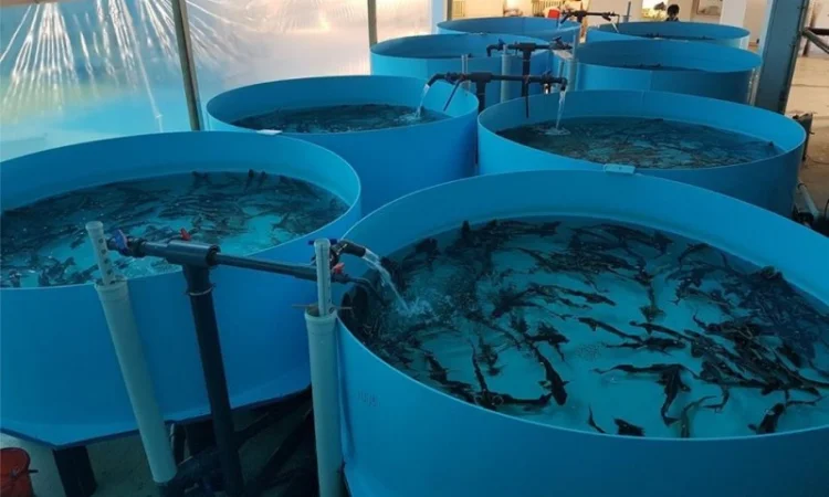 Строительство ферм для разведения рыбы и раков - фото № 1