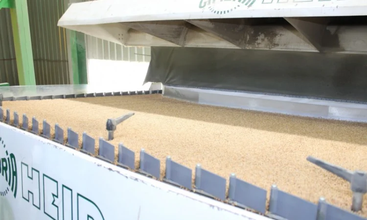 Доробка насіння, послуги насінневого заводу - фото № 2