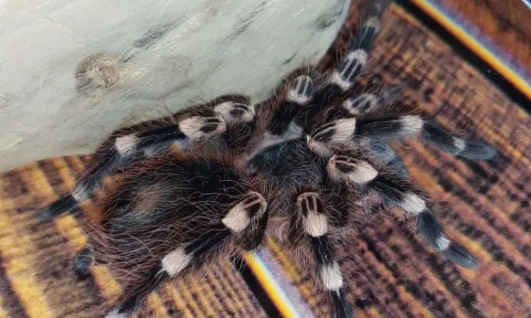 Паук - птицеед Акантоскурия Геникулята (Acanthoscurria geniculata) - фото № 1