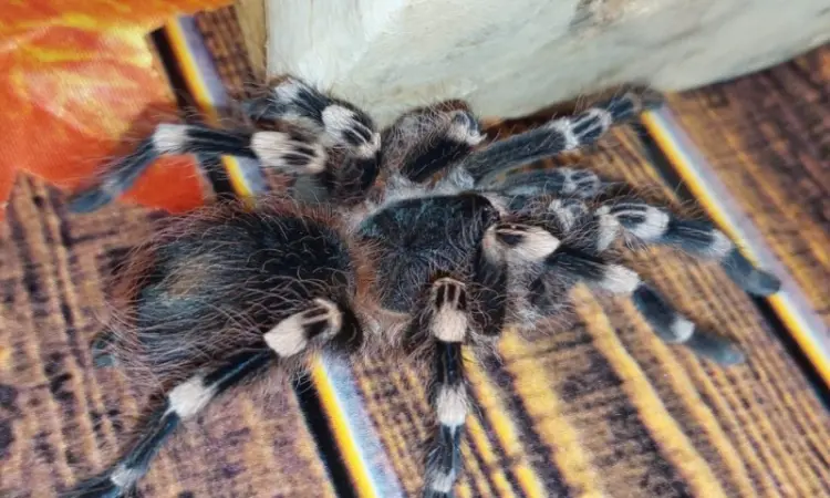 Паук - птицеед Акантоскурия Геникулята (Acanthoscurria geniculata) - фото № 2