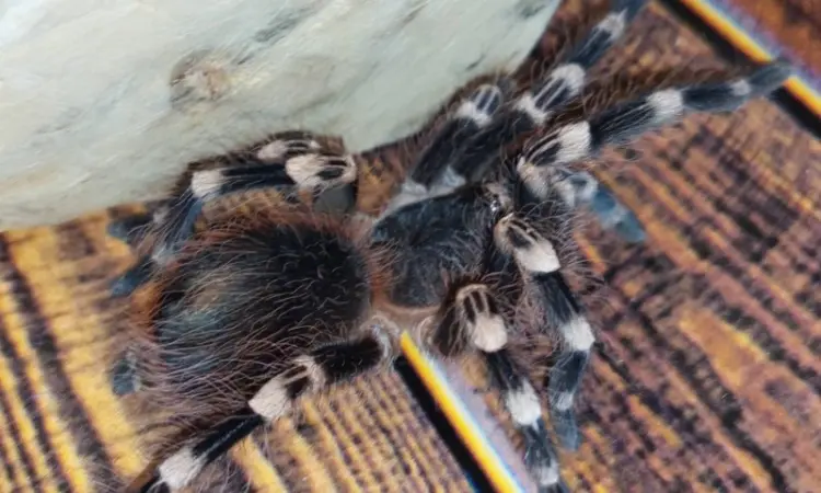 Паук - птицеед Акантоскурия Геникулята (Acanthoscurria geniculata) - фото № 3