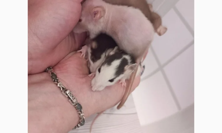 Дамбовухи и стандартные крысы на продажу - фото № 1