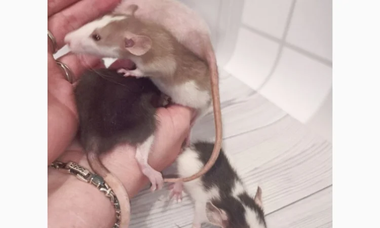 Дамбовухи и стандартные крысы на продажу - фото № 2