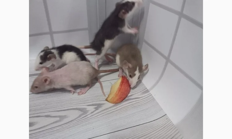 Дамбовухи и стандартные крысы на продажу - фото № 3