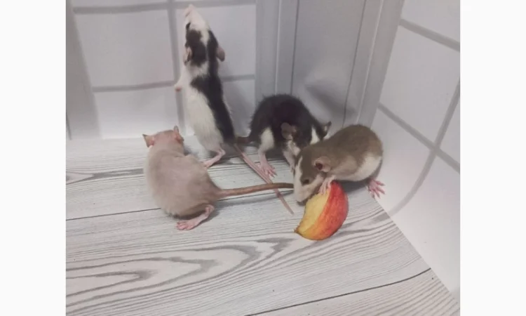 Дамбовухи и стандартные крысы на продажу - фото № 4