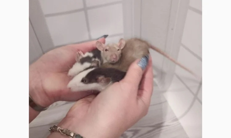 Дамбовухи и стандартные крысы на продажу - фото № 5