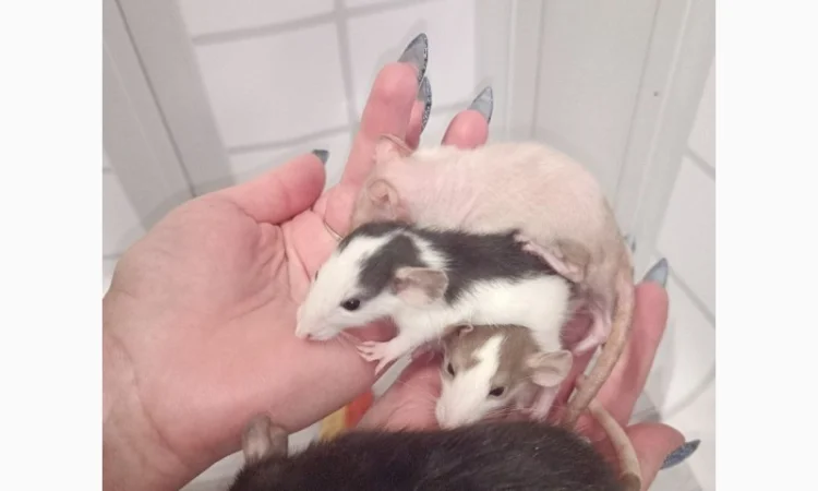 Дамбовухи и стандартные крысы на продажу - фото № 6