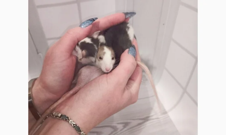 Дамбовухи и стандартные крысы на продажу - фото № 7