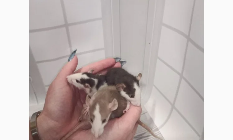 Дамбовухи и стандартные крысы на продажу - фото № 8