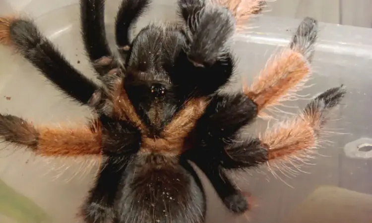 Брахипельма эмилия (Brachypelma emilia) или мексиканский красноногий птицеед - фото № 1