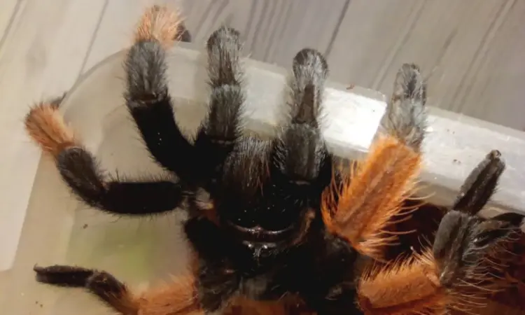Брахипельма эмилия (Brachypelma emilia) или мексиканский красноногий птицеед - фото № 2