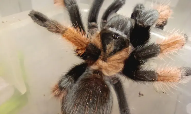 Брахипельма эмилия (Brachypelma emilia) или мексиканский красноногий птицеед - фото № 3