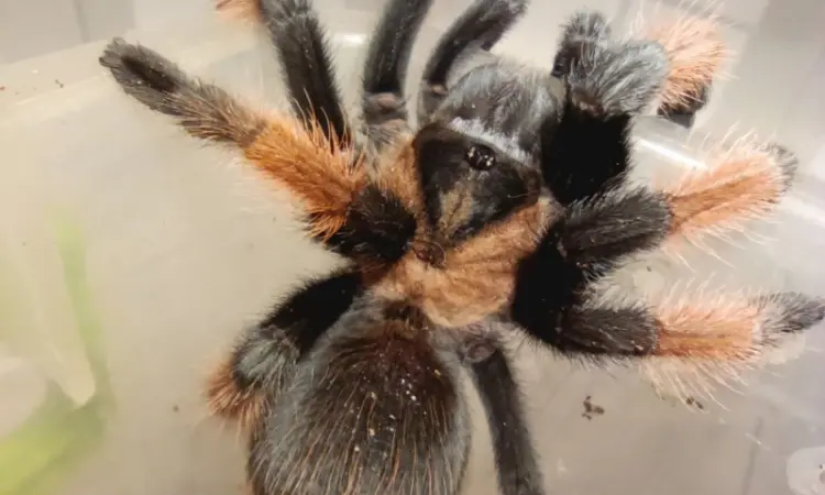 Брахипельма эмилия (Brachypelma emilia) или мексиканский красноногий птицеед - фото № 4