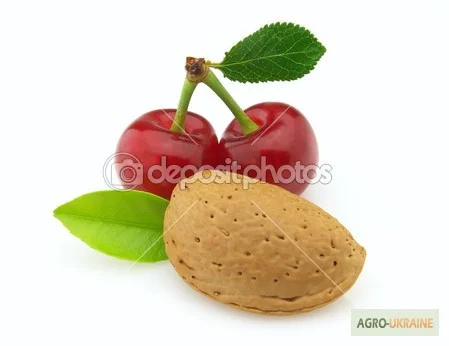 Пищевые ароматизаторы из Испании - фото № 4