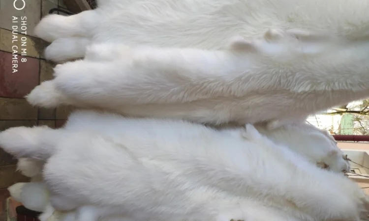 Шкурки белого финского енота - фото № 1