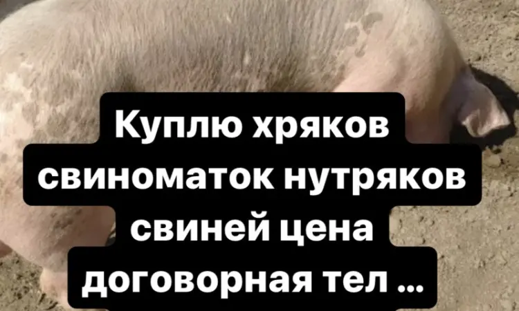 Куплю хряков свиноматок - фото № 1